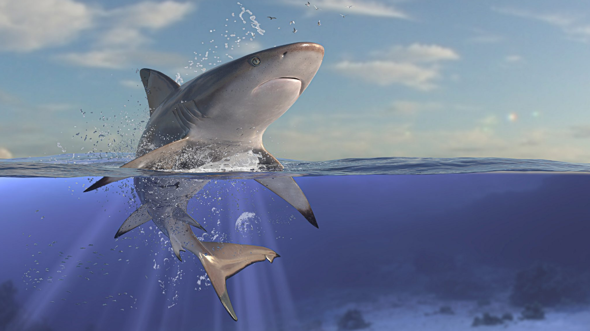 shark encounter Mauritius